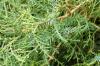 Juniperus virginiana
